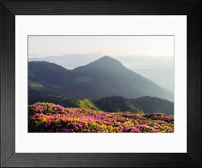 Framed Print : Rhododendron flowers covered mountains meadow in summer time. Orange sunrise light glowing on a foreground. Landscape photography Framed Print : Rhododendron flowers covered mountains meadow in summer time. Orange sunrise light glowing on a foreground. Landscape photography