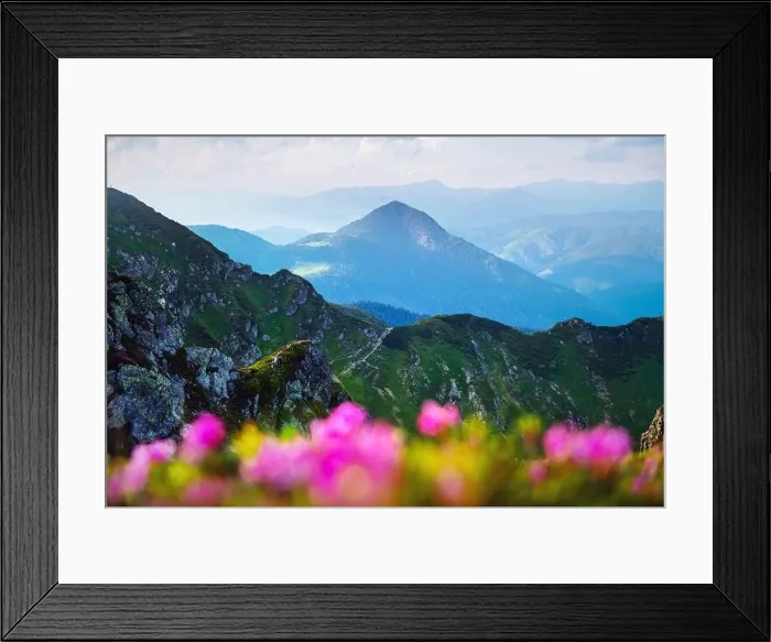 Framed Print : Rhododendron flowers covered mountains meadow in summer time. Orange sunrise light glowing on a foreground. Landscape photography Framed Print : Rhododendron flowers covered mountains meadow in summer time. Orange sunrise light glowing on a foreground. Landscape photography