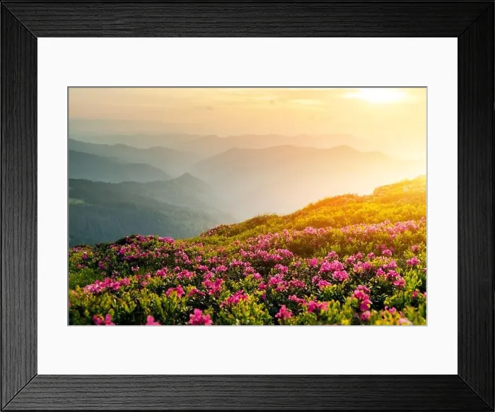 Framed Print : Rhododendron flowers covered mountains meadow in summer time. Orange sunrise light glowing on a foreground. Landscape photography