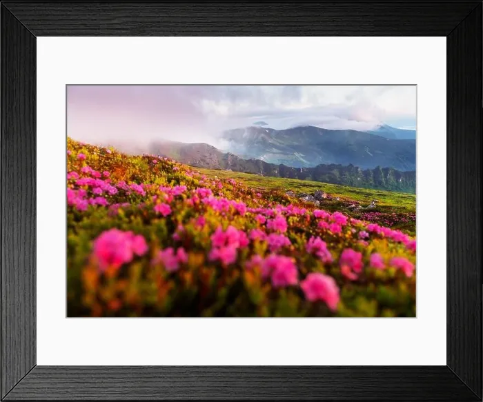 Framed Print : Rhododendron flowers covered mountains meadow in summer time. Orange sunrise light glowing on a foreground. Landscape photography Framed Print : Rhododendron flowers covered mountains meadow in summer time. Orange sunrise light glowing on a foreground. Landscape photography
