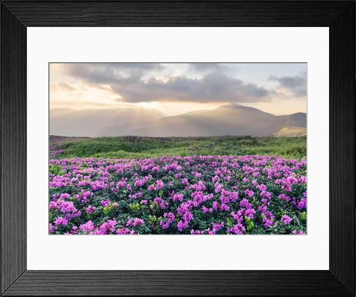 Framed Print : Rhododendron flowers covered mountains meadow in summer time. Orange sunrise light glowing on a foreground. Landscape photography Framed Print : Rhododendron flowers covered mountains meadow in summer time. Orange sunrise light glowing on a foreground. Landscape photography