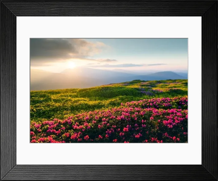 Framed Print : Rhododendron flowers covered mountains meadow in summer time. Orange sunrise light glowing on a foreground. Landscape photography Framed Print : Rhododendron flowers covered mountains meadow in summer time. Orange sunrise light glowing on a foreground. Landscape photography