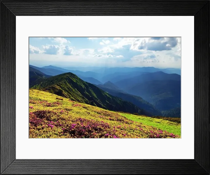 Framed Print : Rhododendron flowers covered mountains meadow in summer time. Orange sunrise light glowing on a foreground. Landscape photography Framed Print : Rhododendron flowers covered mountains meadow in summer time. Orange sunrise light glowing on a foreground. Landscape photography