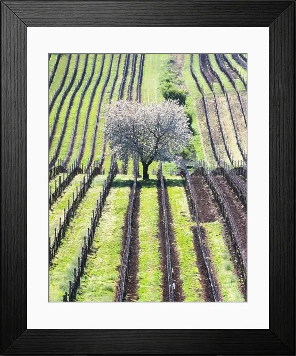 Framed Print : Amazing Spring Landscape With White Blossoming Cherry Tree Between Rows Of Vineyards In South Moravia, Czech Republic