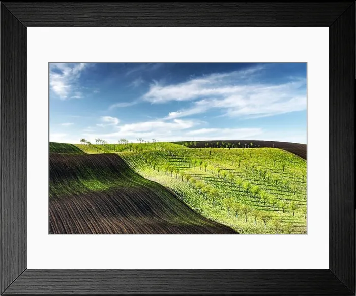 Framed Print : Green, brown and yellow waves of the agricultural fields of South Moravia, Czech Republic. Rural spring landscape with colored striped hills with tree Framed Print : Green, brown and yellow waves of the agricultural fields of South Moravia, Czech Republic. Rural spring landscape with colored striped hills with tree