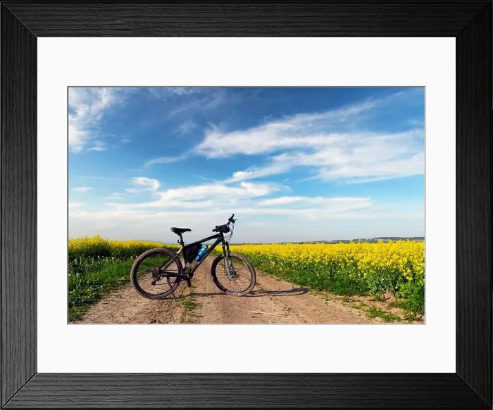 Framed Print : Black male bike on blooming yellow rapeseed field. Breathable landscape with blue cloudy sky at rural contrside Framed Print : Black male bike on blooming yellow rapeseed field. Breathable landscape with blue cloudy sky at rural contrside