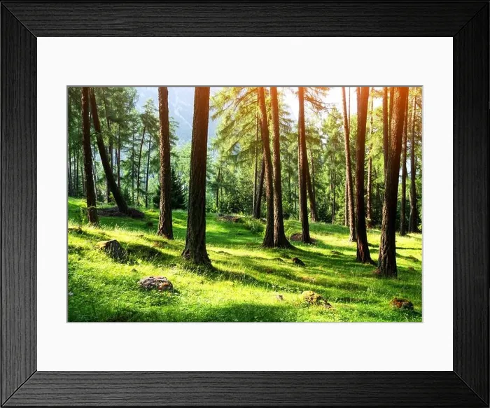 Framed Print : Beautiful summer evergreen forest with pine trees and lush grass. Nature background, landscape photography Framed Print : Beautiful summer evergreen forest with pine trees and lush grass. Nature background, landscape photography