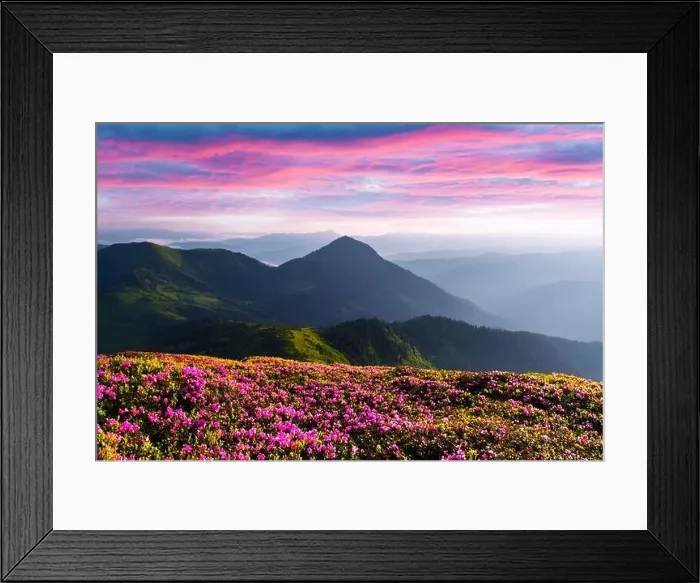 Framed Print : Rhododendron flowers covered mountains meadow in summer time. Purple sunrise light glowing on a foreground. Landscape photography Framed Print : Rhododendron flowers covered mountains meadow in summer time. Purple sunrise light glowing on a foreground. Landscape photography