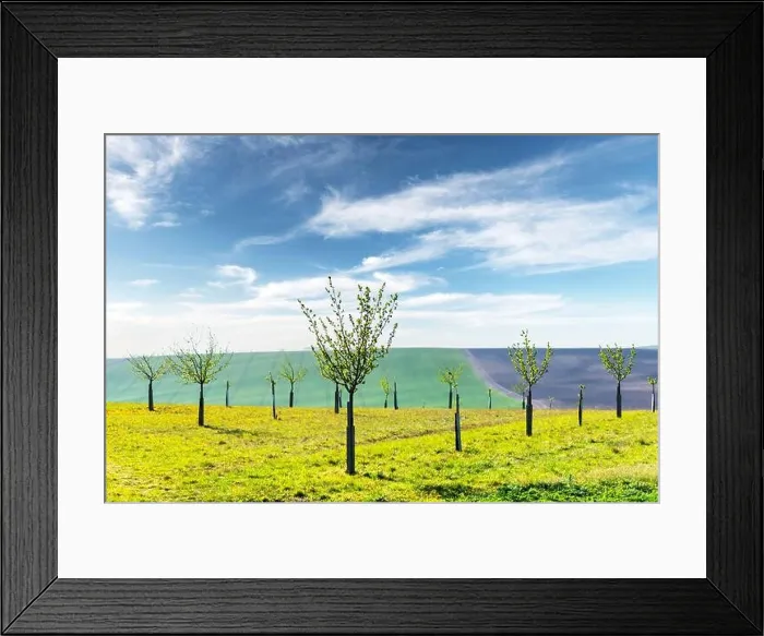 Framed Print : Rural minimal spring landscape with green hill and young trees Framed Print : Rural minimal spring landscape with green hill and young trees