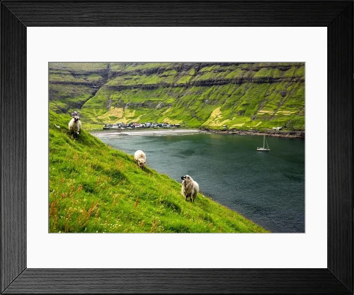 Framed Print : Three sheeps near Tjornuvik village beach on Streymoy island, Faroe Islands, Denmark. Landscape photography Framed Print : Three sheeps near Tjornuvik village beach on Streymoy island, Faroe Islands, Denmark. Landscape photography