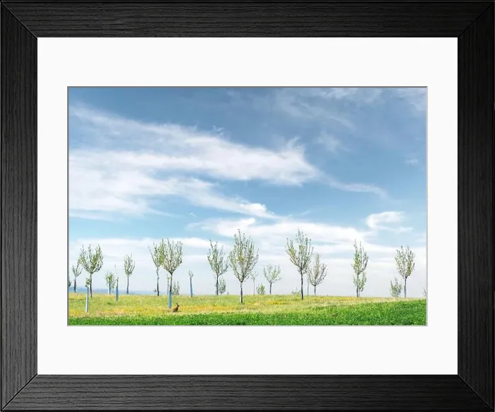 Framed Print : Rural minimal spring landscape with green hill and young trees Framed Print : Rural minimal spring landscape with green hill and young trees