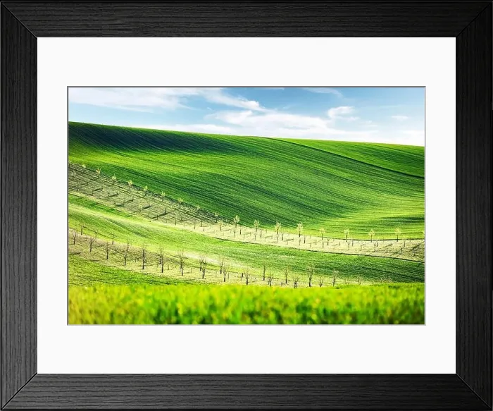 Framed Print : Rural spring landscape with colored striped hills with trees Framed Print : Rural spring landscape with colored striped hills with trees
