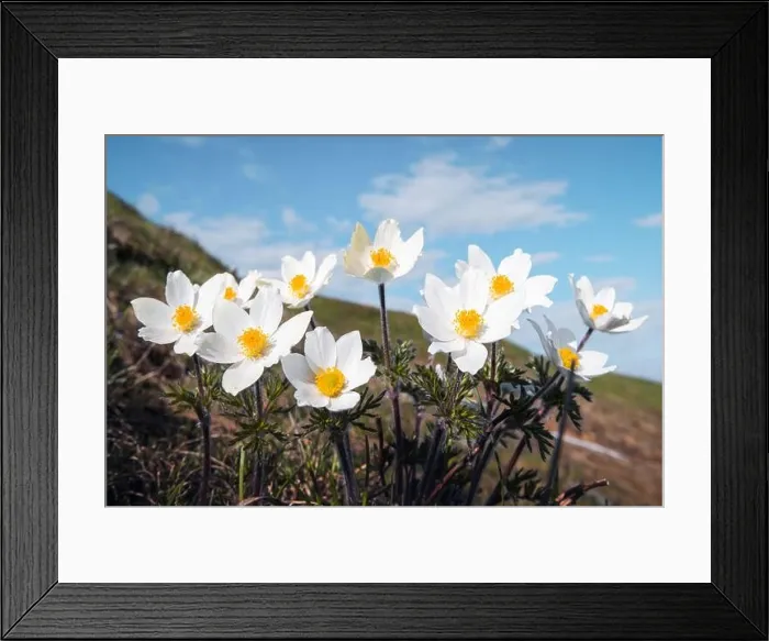 Framed Print : Amazing landscape with magic white flowers and blue sky on summer mountains. Nature background Framed Print : Amazing landscape with magic white flowers and blue sky on summer mountains. Nature background