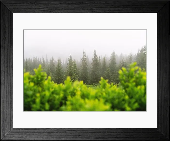 Framed Print : Mountain valley during foggy sunrise. Lush green blueberry bush on foggy meadow. Located place: Carpathians, Ukraine, Europe Framed Print : Mountain valley during foggy sunrise. Lush green blueberry bush on foggy meadow. Located place: Carpathians, Ukraine, Europe