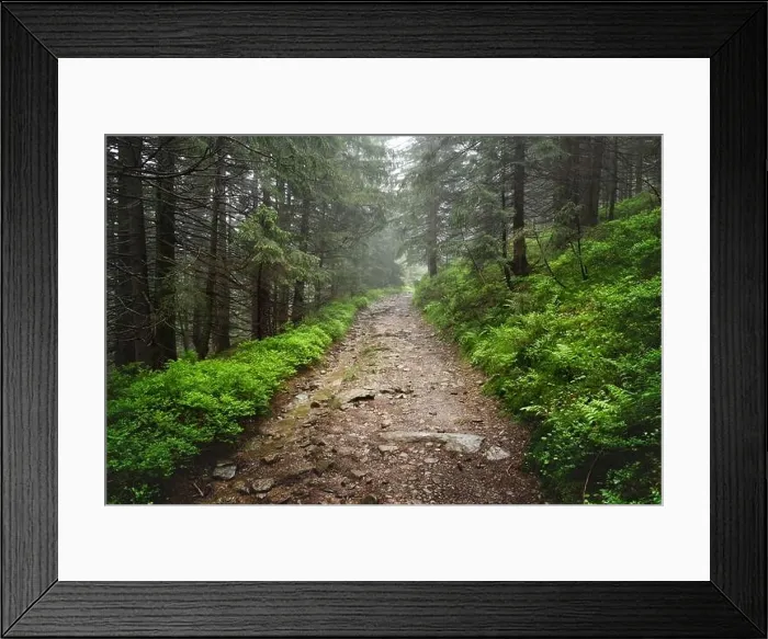 Framed Print : Beautiful evergreen forest with pine trees and trail. Nature background, landscape photography Framed Print : Beautiful evergreen forest with pine trees and trail. Nature background, landscape photography