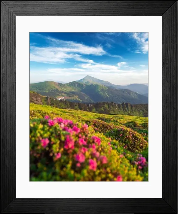 Framed Print : Rhododendron flowers covered mountains meadow in summer time. Beauty sunrise light glowing on a foreground. Landscape photography Framed Print : Rhododendron flowers covered mountains meadow in summer time. Beauty sunrise light glowing on a foreground. Landscape photography