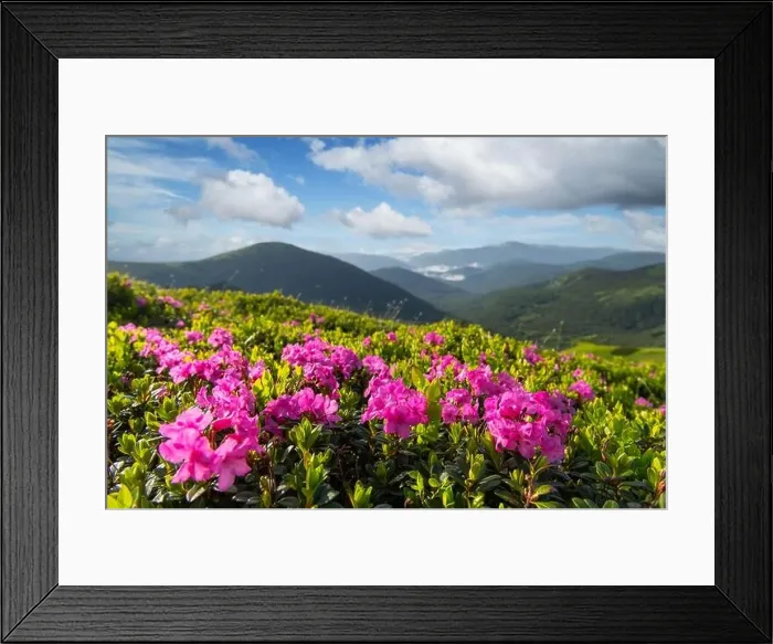 Framed Print : Rhododendron flowers covered mountains meadow in summer time. Beauty sunrise light glowing on a foreground. Landscape photography Framed Print : Rhododendron flowers covered mountains meadow in summer time. Beauty sunrise light glowing on a foreground. Landscape photography