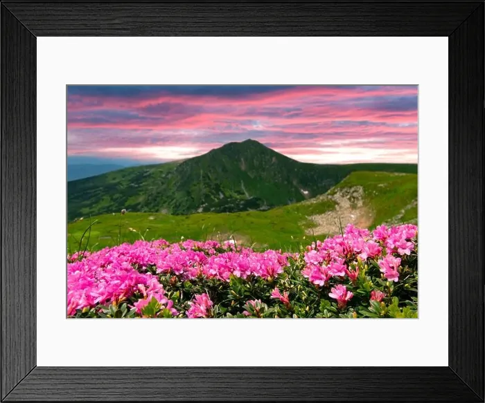 Framed Print : Rhododendron flowers covered mountains meadow in summer time. Purple sunrise light glowing on a foreground. Landscape photography Framed Print : Rhododendron flowers covered mountains meadow in summer time. Purple sunrise light glowing on a foreground. Landscape photography