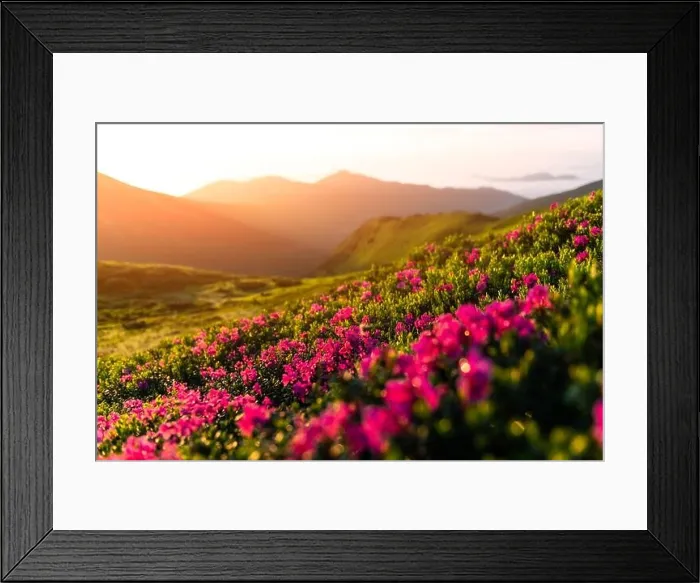 Framed Print : Rhododendron flowers covered mountains meadow in summer time. Orange sunrise light glowing on a foreground. Landscape photography Framed Print : Rhododendron flowers covered mountains meadow in summer time. Orange sunrise light glowing on a foreground. Landscape photography