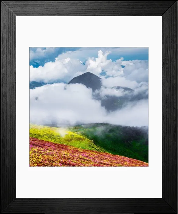 Framed Print : Colorful blooming rhododendron flowers in summer field in the Carpathian mountains. Splendid nature outdoor scene. World beauty concept background Framed Print : Colorful blooming rhododendron flowers in summer field in the Carpathian mountains. Splendid nature outdoor scene. World beauty concept background