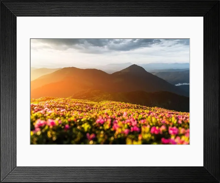 Framed Print : Rhododendron flowers covered mountains meadow in summer time. Orange sunrise light glowing on a foreground. Landscape photography Framed Print : Rhododendron flowers covered mountains meadow in summer time. Orange sunrise light glowing on a foreground. Landscape photography