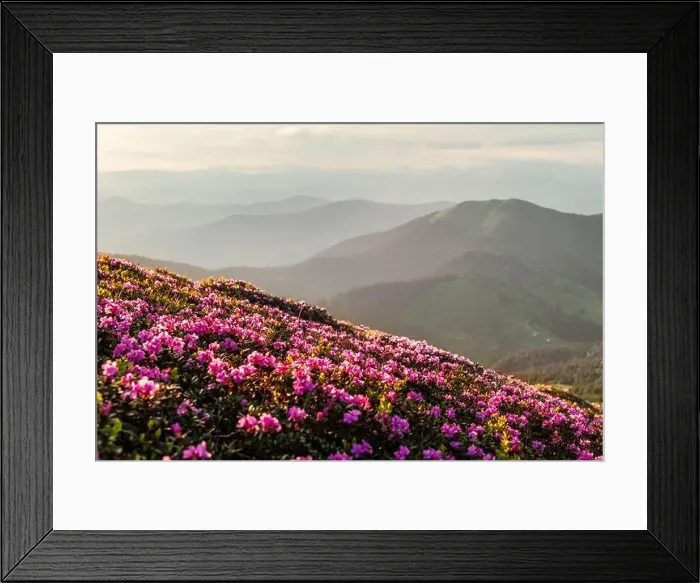 Framed Print : Rhododendron flowers covered mountains meadow in summer time. Beauty sunrise light glowing on a foreground. Landscape photography Framed Print : Rhododendron flowers covered mountains meadow in summer time. Beauty sunrise light glowing on a foreground. Landscape photography