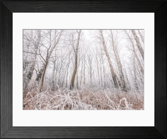 Framed Print : Forest trees covered with snow on frosty evening. Beautiful winter panorama. Landscape of spooky winter forest covered by mist, wide angle view Framed Print : Forest trees covered with snow on frosty evening. Beautiful winter panorama. Landscape of spooky winter forest covered by mist, wide angle view