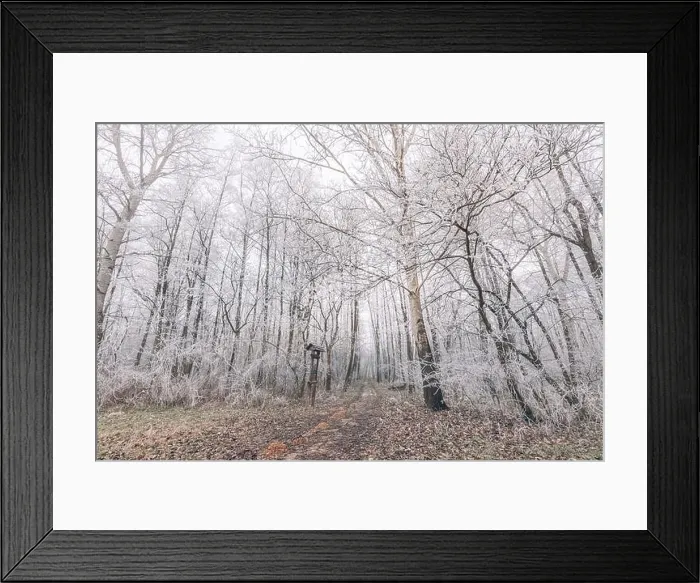 Framed Print : Forest trees covered with snow on frosty evening. Beautiful winter panorama. Landscape of spooky winter forest covered by mist, wide angle view Framed Print : Forest trees covered with snow on frosty evening. Beautiful winter panorama. Landscape of spooky winter forest covered by mist, wide angle view