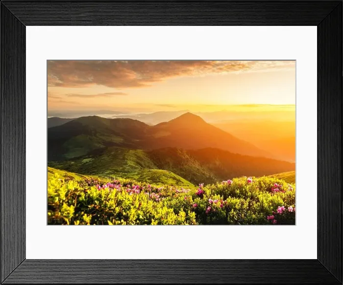 Framed Print : Rhododendron flowers covered mountains meadow in summer time. Orange sunrise light glowing on a foreground. Landscape photography Framed Print : Rhododendron flowers covered mountains meadow in summer time. Orange sunrise light glowing on a foreground. Landscape photography