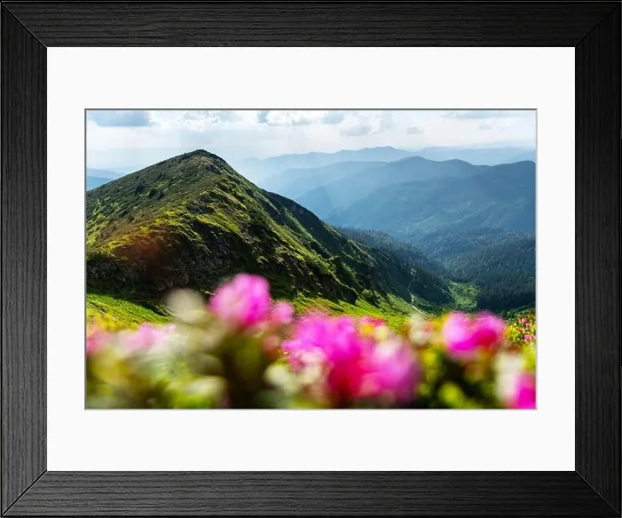 Framed Print : Rhododendron flowers covered mountains meadow in summer time. Beauty sunrise light glowing on a foreground. Landscape photography Framed Print : Rhododendron flowers covered mountains meadow in summer time. Beauty sunrise light glowing on a foreground. Landscape photography