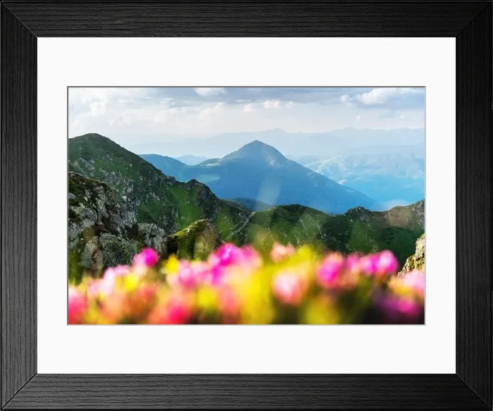 Framed Print : Rhododendron flowers covered mountains meadow in summer time. Beauty sunrise light glowing on a foreground. Landscape photography Framed Print : Rhododendron flowers covered mountains meadow in summer time. Beauty sunrise light glowing on a foreground. Landscape photography