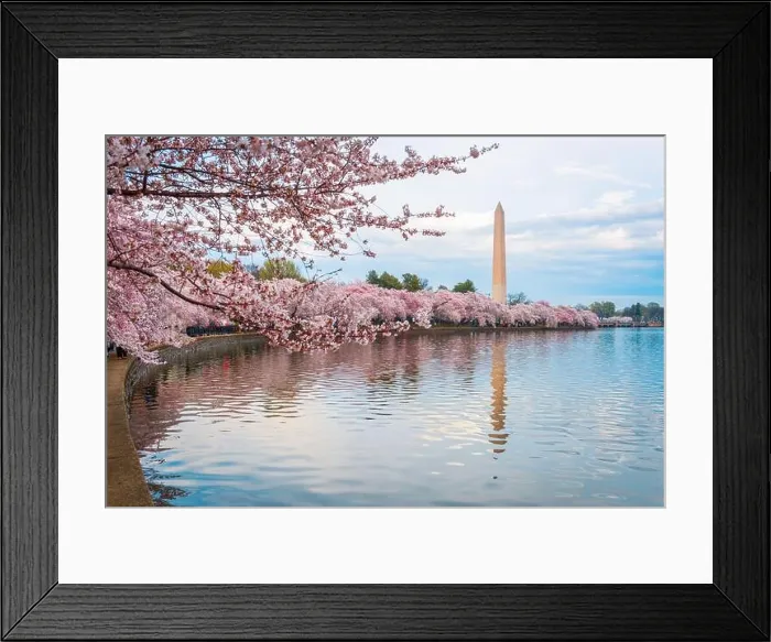 Framed Print : Washington DC; USA at the tidal basin with Washington Monument in spring season Framed Print : Washington DC; USA at the tidal basin with Washington Monument in spring season