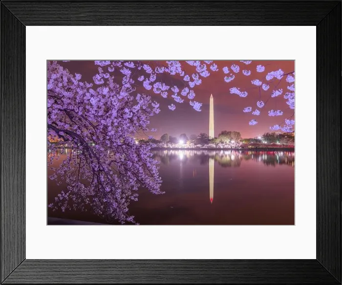 Framed Print : Washington DC; USA at the tidal basin with Washington Monument in spring season Framed Print : Washington DC; USA at the tidal basin with Washington Monument in spring season