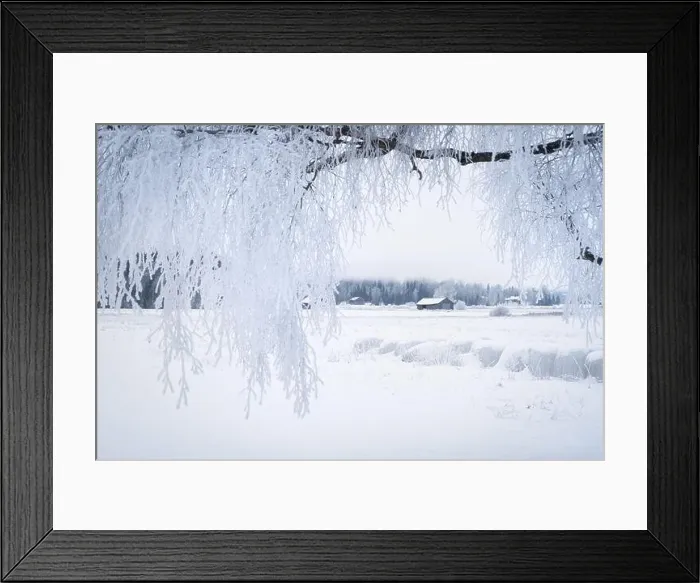 Framed Print : White winter landscape with frosty tree at daytime in Finland Framed Print : White winter landscape with frosty tree at daytime in Finland