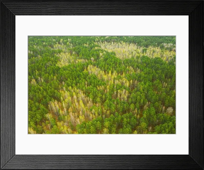 Framed Print : Spring Season. Aerial View Of Deciduous Trees Without Foliage Leaves And Green Pine Forest In Landscape In Early Spring. Top View From Attitude Framed Print : Spring Season. Aerial View Of Deciduous Trees Without Foliage Leaves And Green Pine Forest In Landscape In Early Spring. Top View From Attitude