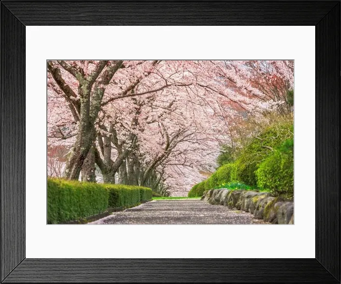 Framed Print : Fuji Reien Cemetery, Shizuoka, Japan in spring Framed Print : Fuji Reien Cemetery, Shizuoka, Japan in spring