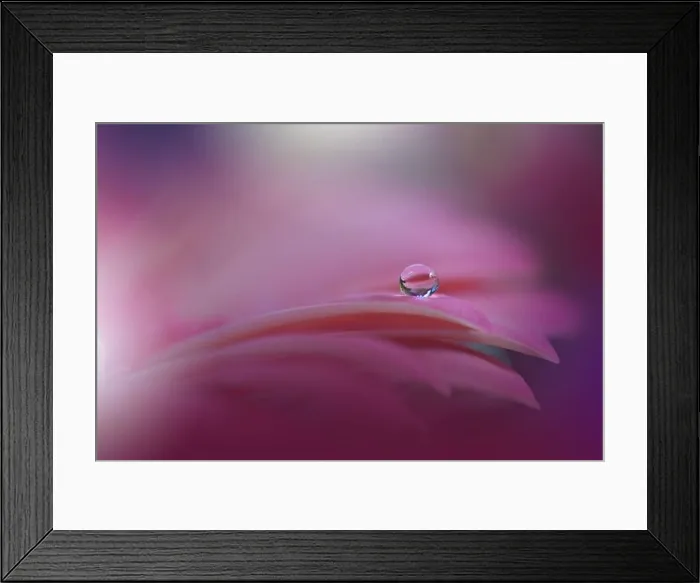 Framed Print : Beautiful Nature Background.Floral Art Design.Abstract Macro Photography.Violet Daisy Flower.Pink Background.Creative Artistic Wallpaper.Water Drops Framed Print : Beautiful Nature Background.Floral Art Design.Abstract Macro Photography.Violet Daisy Flower.Pink Background.Creative Artistic Wallpaper.Water Drops
