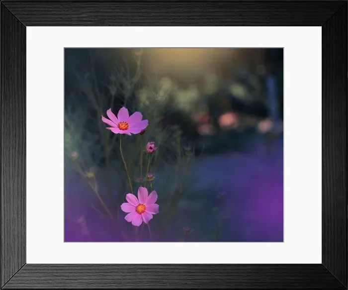 Framed Print : Beautiful Nature Background.Floral Art Design.Abstract Macro Photography.Cosmos Flowers.Pastel Flowers.Violet Background.Creative Artistic Wallpaper Framed Print : Beautiful Nature Background.Floral Art Design.Abstract Macro Photography.Cosmos Flowers.Pastel Flowers.Violet Background.Creative Artistic Wallpaper
