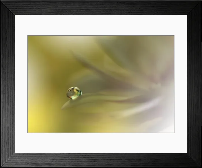 Framed Print : Beautiful Nature Background.Floral Art Design.Abstract Macro Photography.Yellow Daisy Flower.Golden Background.Creative Artistic Wallpaper.Water Drop Framed Print : Beautiful Nature Background.Floral Art Design.Abstract Macro Photography.Yellow Daisy Flower.Golden Background.Creative Artistic Wallpaper.Water Drop