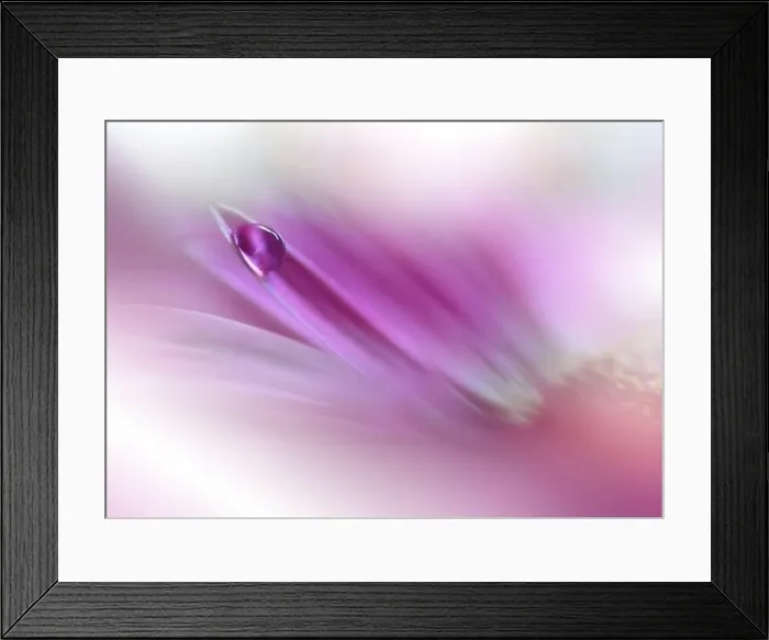 Framed Print : Beautiful Nature Background.Floral Art Design.Abstract Macro Photography.Violet Daisy Flower.Pink Background.Creative Artistic Wallpaper.Water Drops Framed Print : Beautiful Nature Background.Floral Art Design.Abstract Macro Photography.Violet Daisy Flower.Pink Background.Creative Artistic Wallpaper.Water Drops