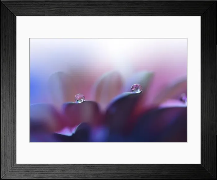 Framed Print : Beautiful Nature Background.Floral Art Design.Abstract Macro Photography.Violet Daisy Flower.Pink Background.Creative Artistic Wallpaper.Water Drops Framed Print : Beautiful Nature Background.Floral Art Design.Abstract Macro Photography.Violet Daisy Flower.Pink Background.Creative Artistic Wallpaper.Water Drops