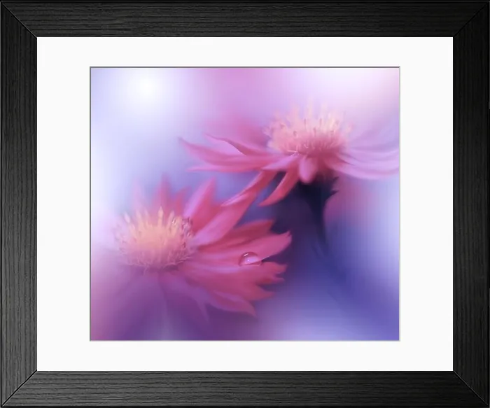 Framed Print : Beautiful Nature Background.Floral Art Design.Abstract Macro Photography.Daisy Flower.Blue Background.Creative Artistic Wallpaper.Water Drop.Love Framed Print : Beautiful Nature Background.Floral Art Design.Abstract Macro Photography.Daisy Flower.Blue Background.Creative Artistic Wallpaper.Water Drop.Love