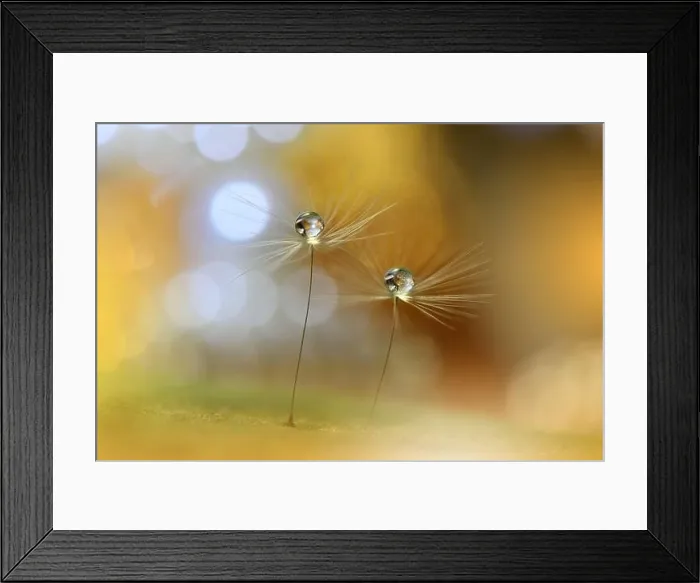 Framed Print : Beautiful Nature Background.Floral Art Design.Abstract Macro Photography.Dandelion Flowers.Yellow Background.Creative Artistic Wallpaper.Celebration Framed Print : Beautiful Nature Background.Floral Art Design.Abstract Macro Photography.Dandelion Flowers.Yellow Background.Creative Artistic Wallpaper.Celebration