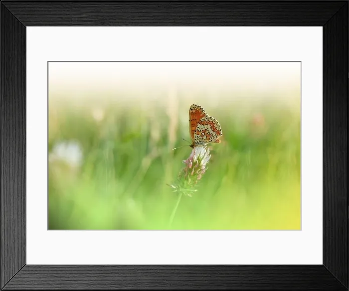 Framed Print : Beautiful Green Nature Background.Floral Art Design.Macro Photography.Butterfly and Wild Field.Creative Artistic Wallpaper.Summer Flowers.Copy Space Framed Print : Beautiful Green Nature Background.Floral Art Design.Macro Photography.Butterfly and Wild Field.Creative Artistic Wallpaper.Summer Flowers.Copy Space