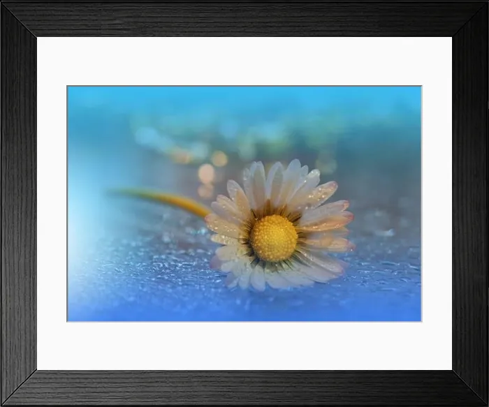 Framed Print : Beautiful Nature Background.Floral Art Design.Abstract Macro Photography.Daisy Flower.Blue Background.Creative Artistic Wallpaper.Water Drops.Spa Framed Print : Beautiful Nature Background.Floral Art Design.Abstract Macro Photography.Daisy Flower.Blue Background.Creative Artistic Wallpaper.Water Drops.Spa
