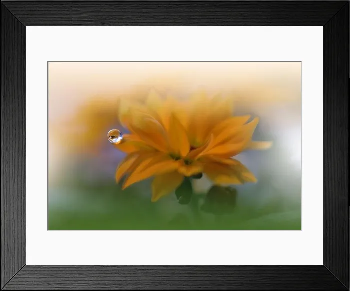 Framed Print : Beautiful Nature Background.Floral Art Design.Abstract Macro Photography.Yellow Daisy Flower.Green Background.Creative Artistic Wallpaper.Water Drop Framed Print : Beautiful Nature Background.Floral Art Design.Abstract Macro Photography.Yellow Daisy Flower.Green Background.Creative Artistic Wallpaper.Water Drop