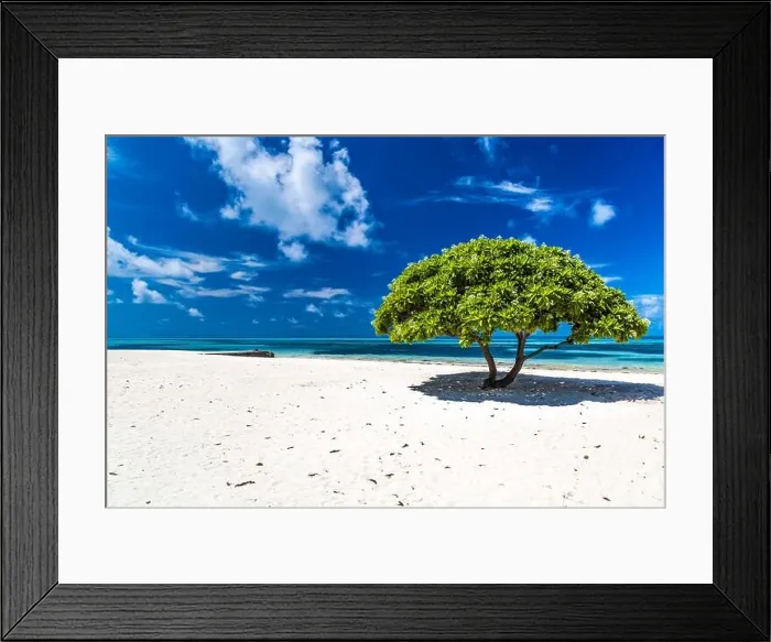 Framed Print : The iconic divi divi tree on the white sand of Maldives islands. Sunny day with blue sky and white clouds. Tranquil tropical nature view Framed Print : The iconic divi divi tree on the white sand of Maldives islands. Sunny day with blue sky and white clouds. Tranquil tropical nature view