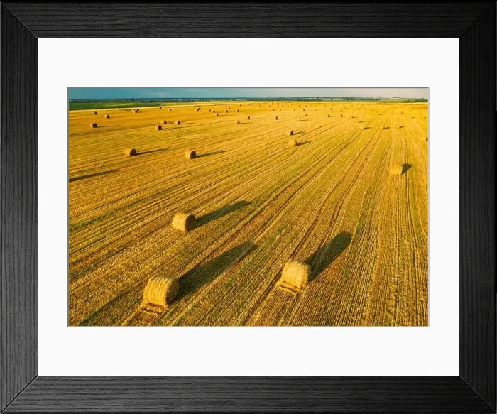 Framed Print : Aerial View Of Summer Hay Rolls Straw Field Landscape In Evening. Haystack, Hay Roll in Sunrise Time Framed Print : Aerial View Of Summer Hay Rolls Straw Field Landscape In Evening. Haystack, Hay Roll in Sunrise Time