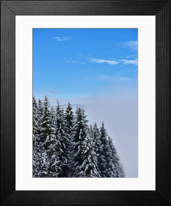 Framed Print : Fir trees full of snow on cold winter in mountain landscape Framed Print : Fir trees full of snow on cold winter in mountain landscape