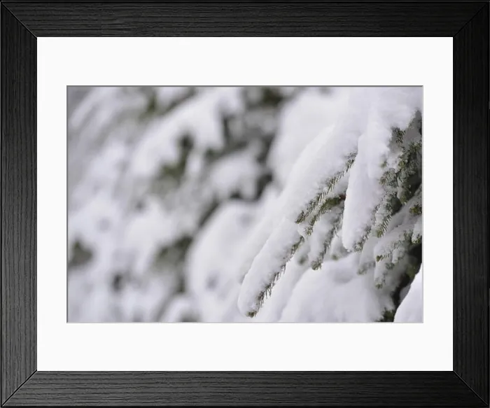 Framed Print : Fir trees full of snow on cold winter in mountain landscape Framed Print : Fir trees full of snow on cold winter in mountain landscape